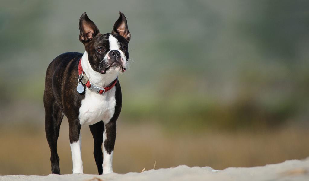 Boston Terrier