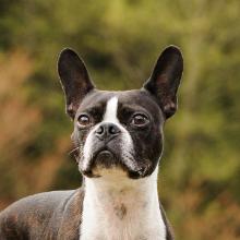 Boston Terrier