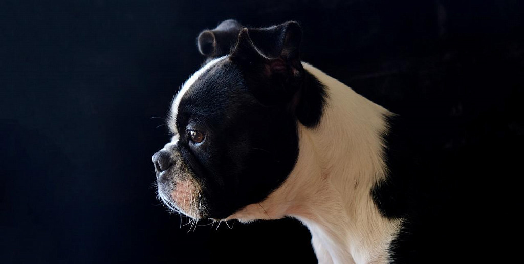 Boston terrier puppy