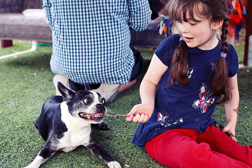 Boston Terrier with baby