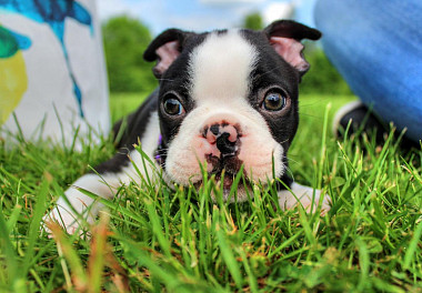 Boston Terrier