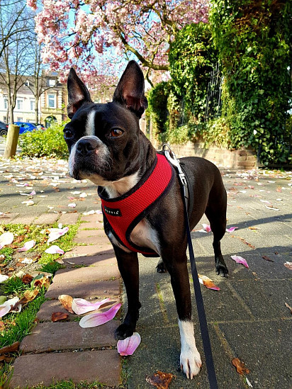 Boston Terrier