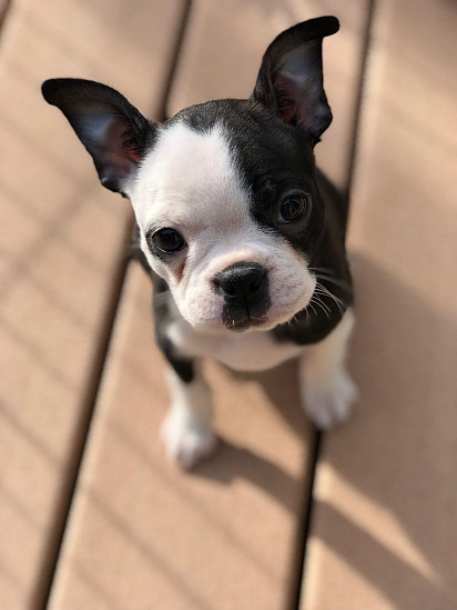 Boston Terrier puppy