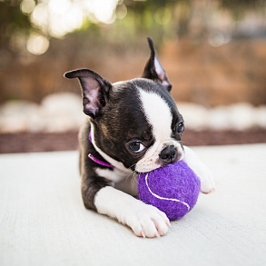 Boston Terrier