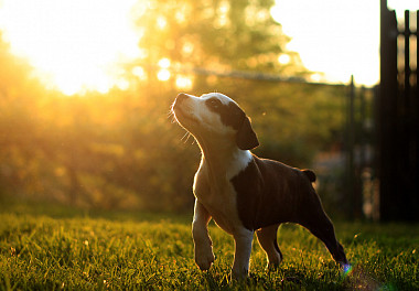 Boston Terrier