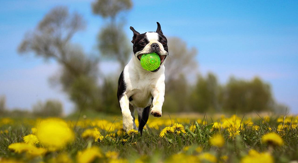 Boston Terrier