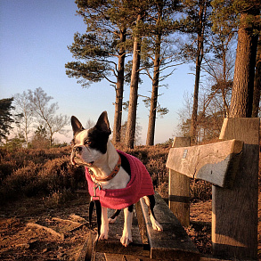 Boston Terrier