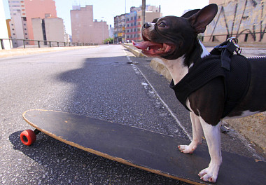 Boston Terrier