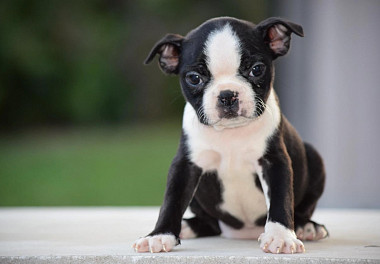 Boston Terrier