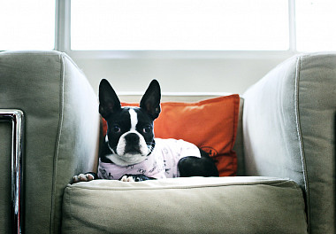 Boston Terrier