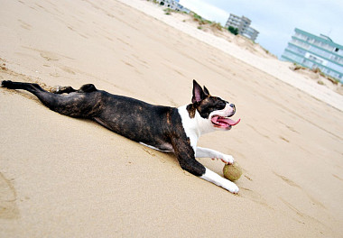 Boston Terrier