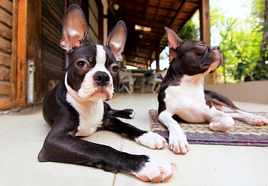 Boston Terrier