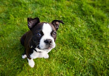 Boston Terrier