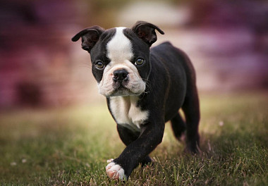 Boston Terrier