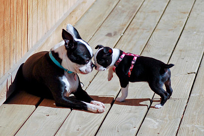 Puppy and mom