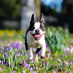 Boston Terrier