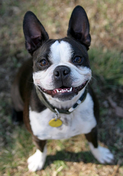 Smiling Dog