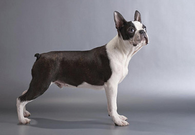 Boston Terrier