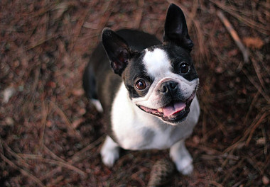 Boston Terrier