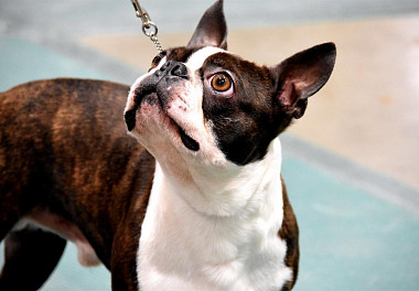 Boston Terrier