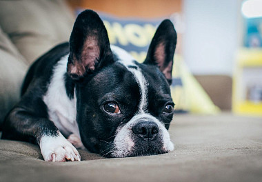 Boston Terrier