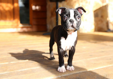 Boston Terrier