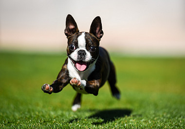 Boston Terrier