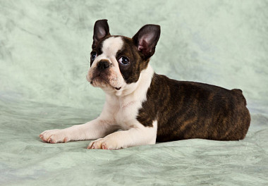 Boston Terrier