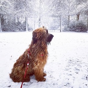 Briard