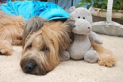 Briar and his favorite hippo