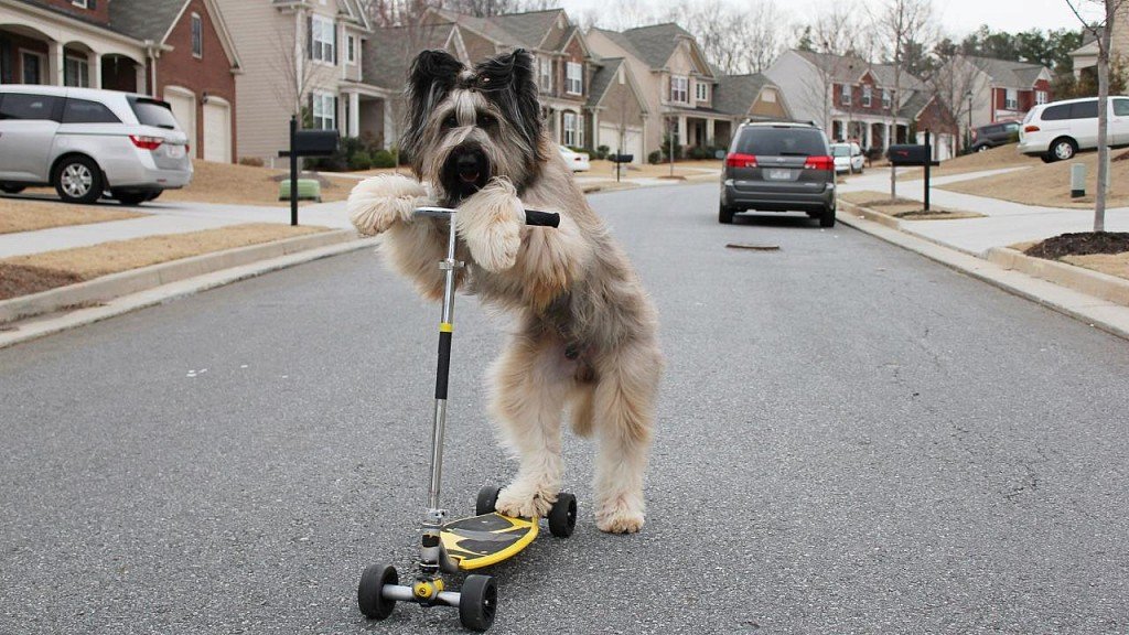 Normar is a famous Briard breed dog who can ride a scooter! 