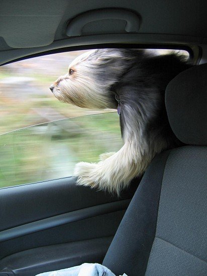 This dog definitely likes to ride in the wind