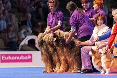 Briars at a dog show