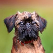 Brussels Griffon