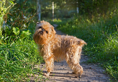 Brussels Griffon