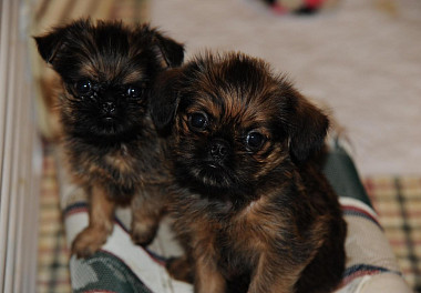 Brussels Griffon