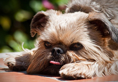 Brussels Griffon