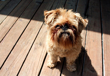 Brussels Griffon