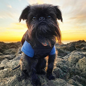 Brussels Griffon