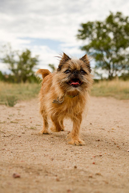 Brussel Griffon