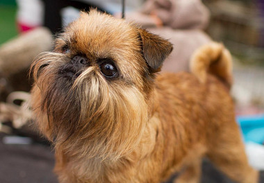 Brussels Griffon