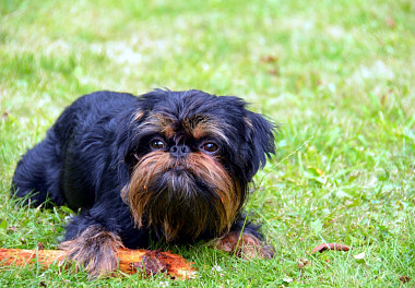 Brussels Griffon