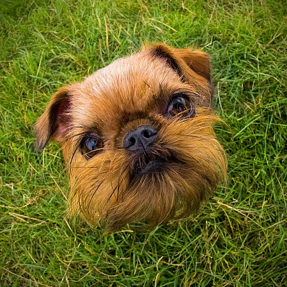 Brussels Griffon Muzzle