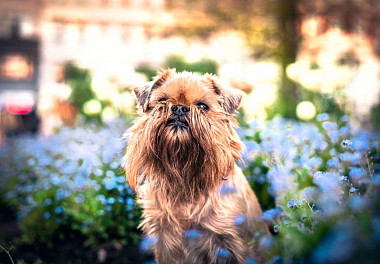 Brussels Griffon