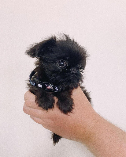 Brussels Griffon puppy