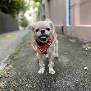 Brussels Griffon