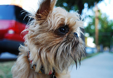 Brussels Griffon