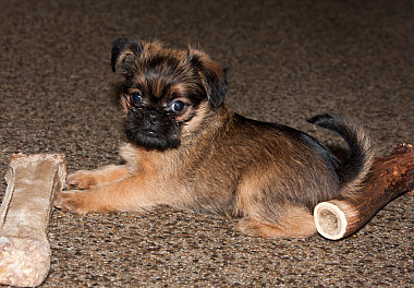 Brussels Griffon