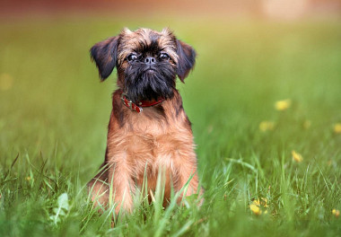 Brussels Griffon