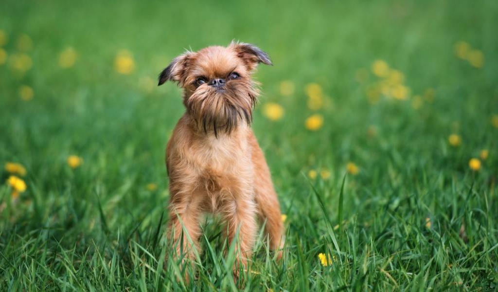 Brussels Griffon